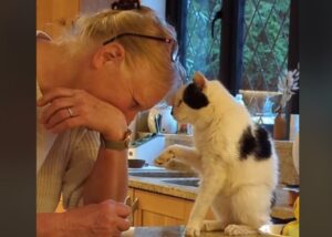 Il gatto di 20 anni affetto da demenza senile chiede le coccole alla nonna e il momento commuove chiunque osservi