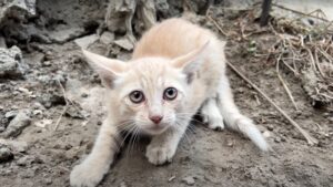 Il gatto si rende conto che la situazione è critica e corre a chiamare aiuto per il suo amico prima che sia troppo tardi