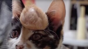 Il povero gattino aveva un tumore maligno ben visibile, eppure nessuno gli prestava attenzione