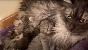 La donna ha guidato per ore pur di aiutare la gatta a far adottare lei e i suoi gattini appena in tempo
