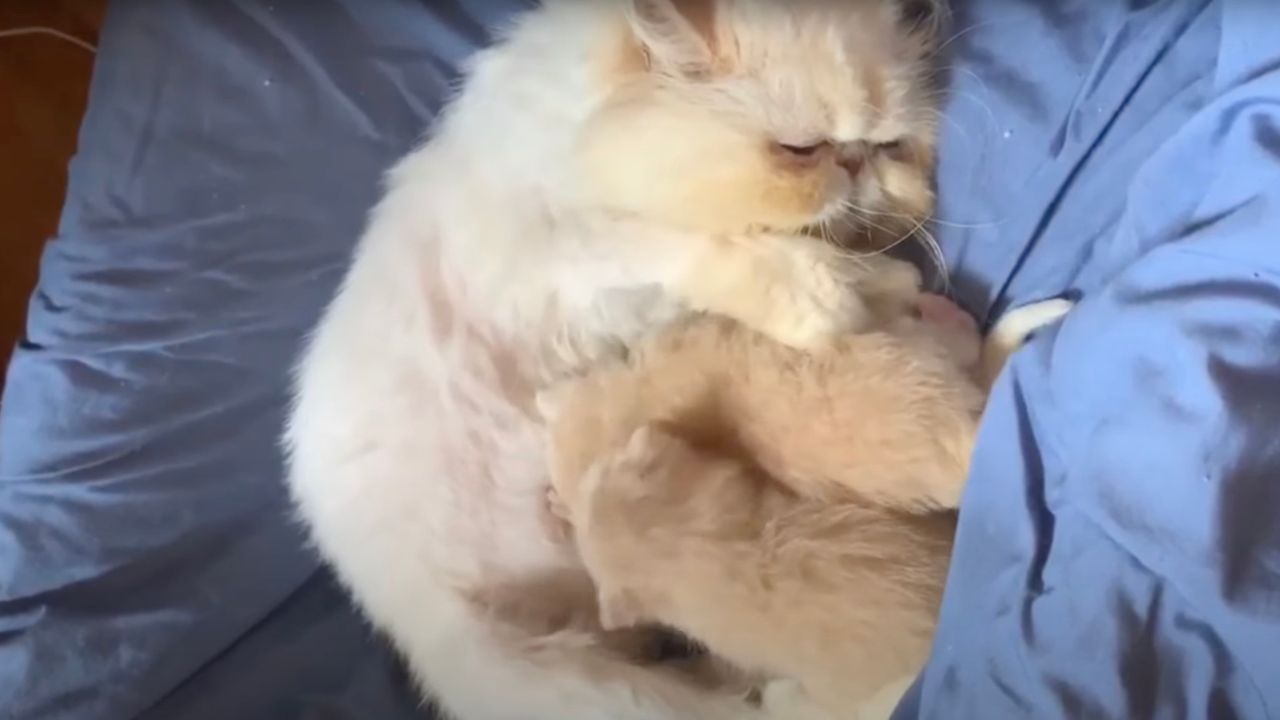 Mamma gatta con cuccioli