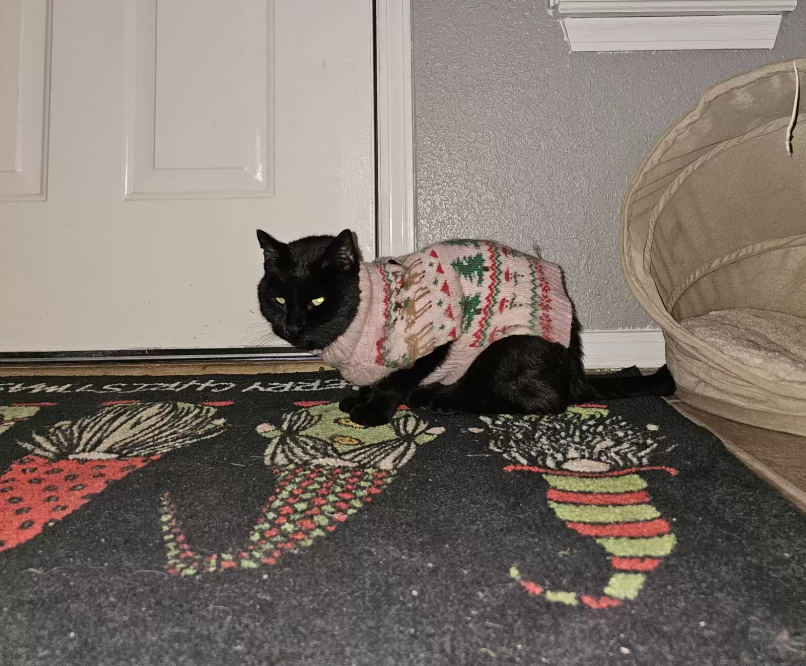 gatto con un maglione