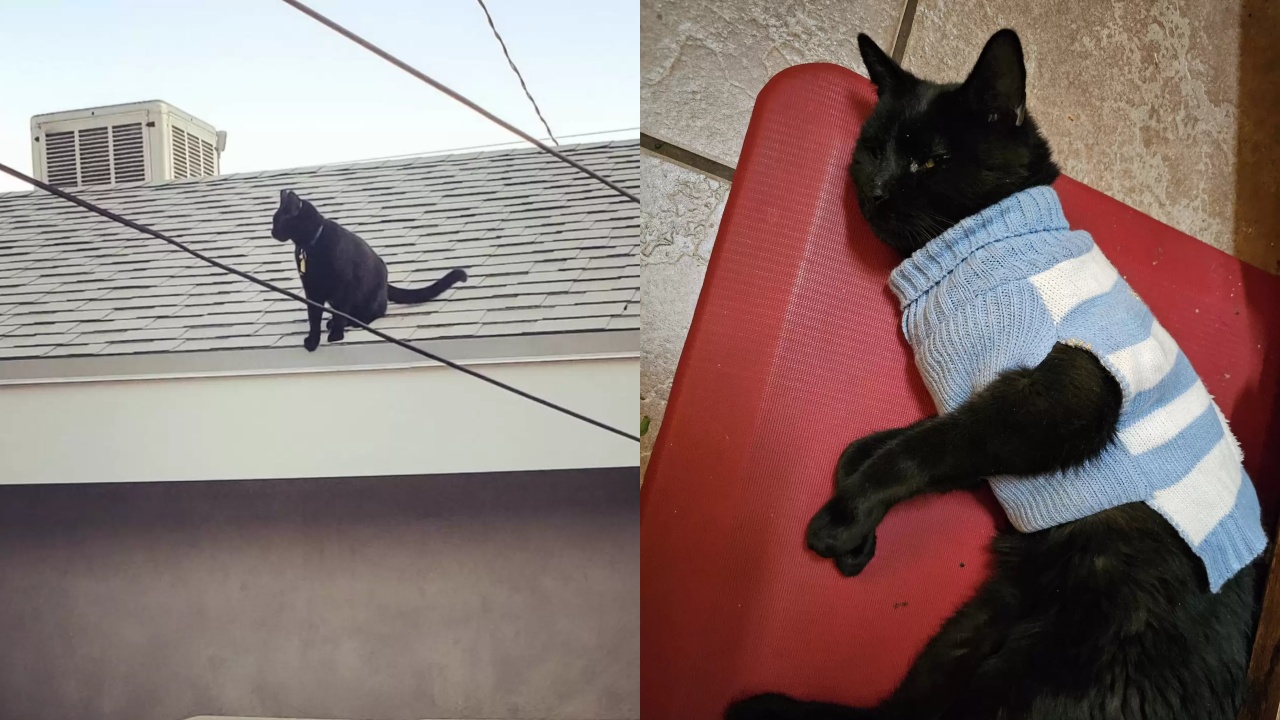 gatto che indossa un maglione