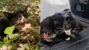 La gattina randagia con una zampa posteriore gravemente ferita ha fatto di tutto per farsi sentire da chi poteva aiutarla