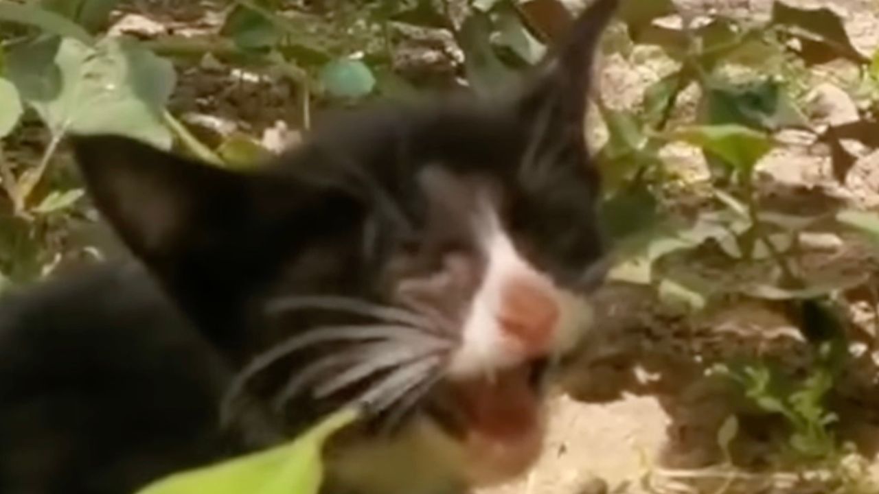 Gattina nera grida disperata