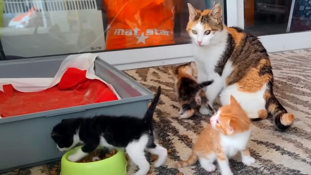 Mamma gatta con i suoi cuccioli