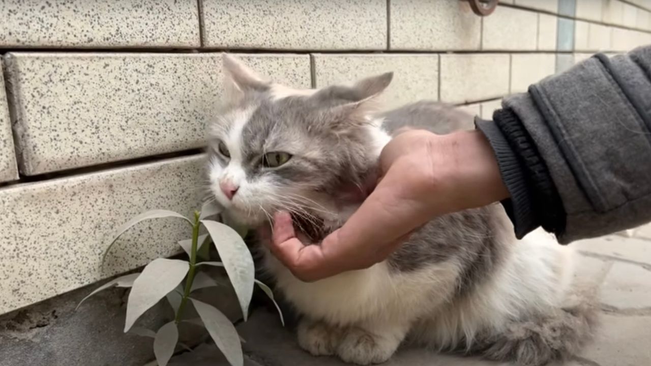 Gatto grigio e bianco