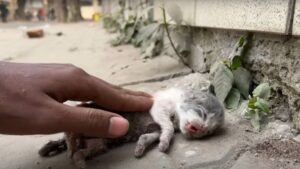 La mamma gatta, ormai anziana, si disperava vedendo i suoi micini in fin di vita e lottare per sopravvivere