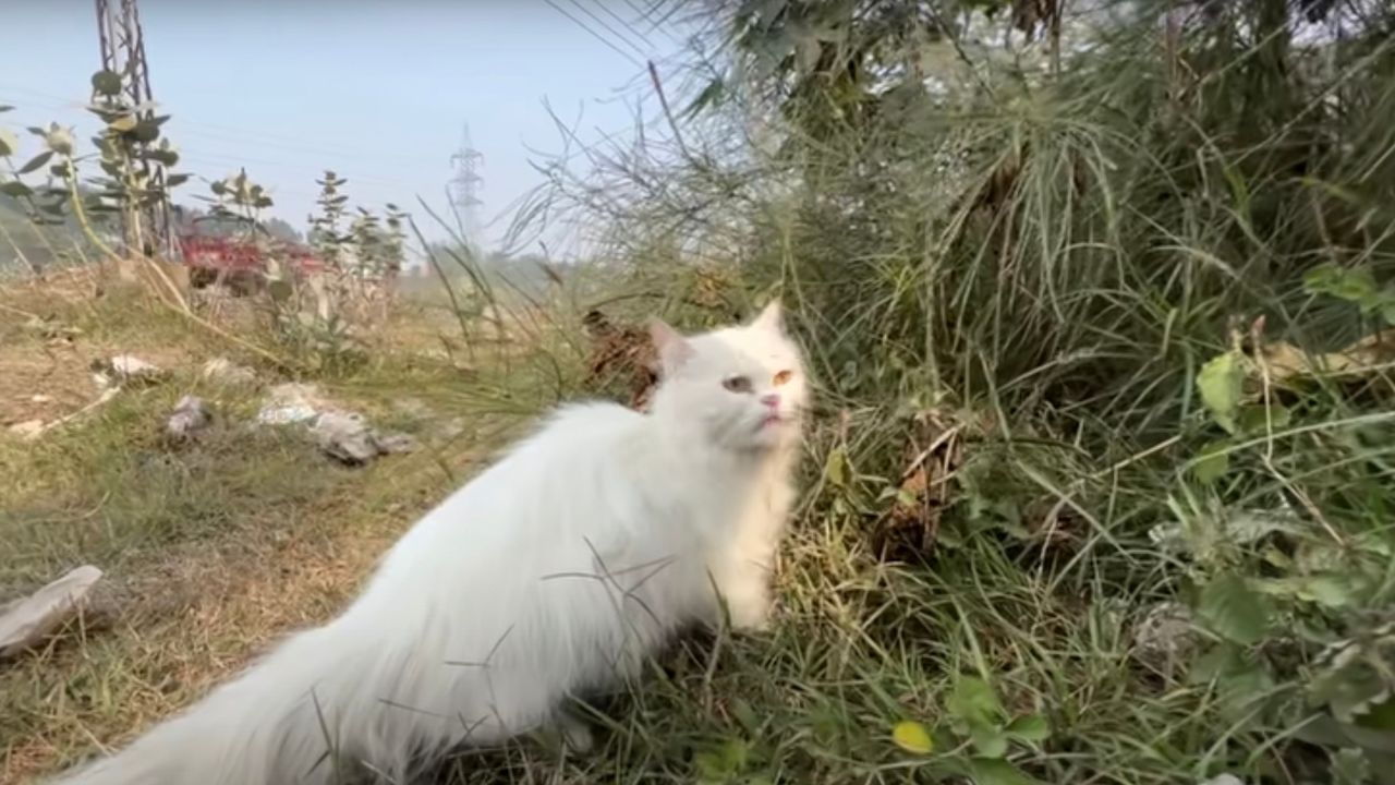 Gatta bianca
