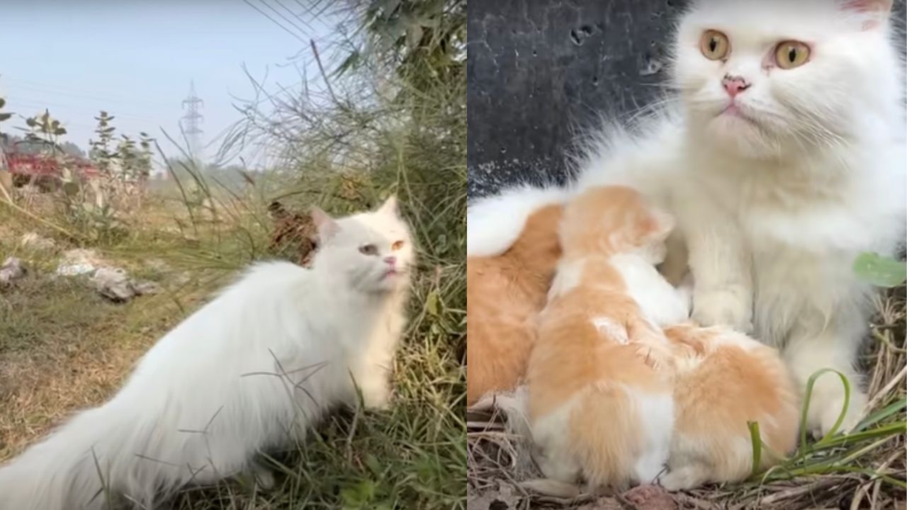 Mamma gatta bianca protegge i suoi cuccioli