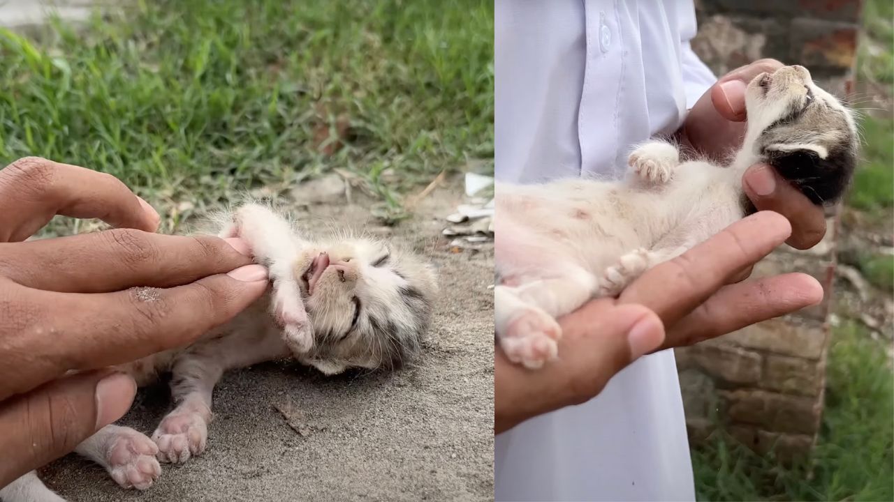 Gattino salvato dalla strada