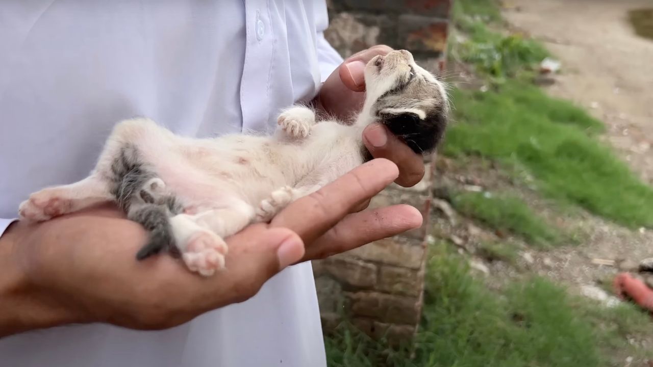 Gattino in braccio
