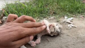 Mamma gatta era ormai volata via e il gattino era in fin di vita, eppure mentre soffriva tutti passavano al suo fianco senza dargli attenzione