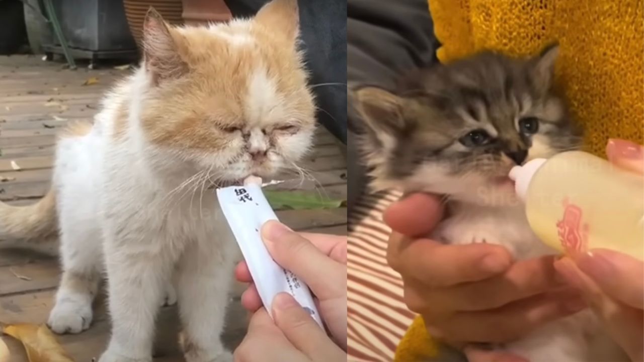 Mamma gatta e il suo cucciolo