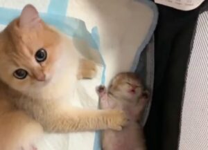 Mamma gatta preoccupata consola il suo gattino che si lamenta nel sonno, ha paura che non stia bene
