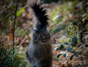 Morbide, grandi, bellissime: 5 foto vi faranno innamorare delle code di questi gatti