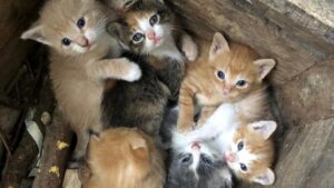 Ogni anno vengono abbandonati oltre 80.000 gatti: cosa possiamo fare per cambiare le cose