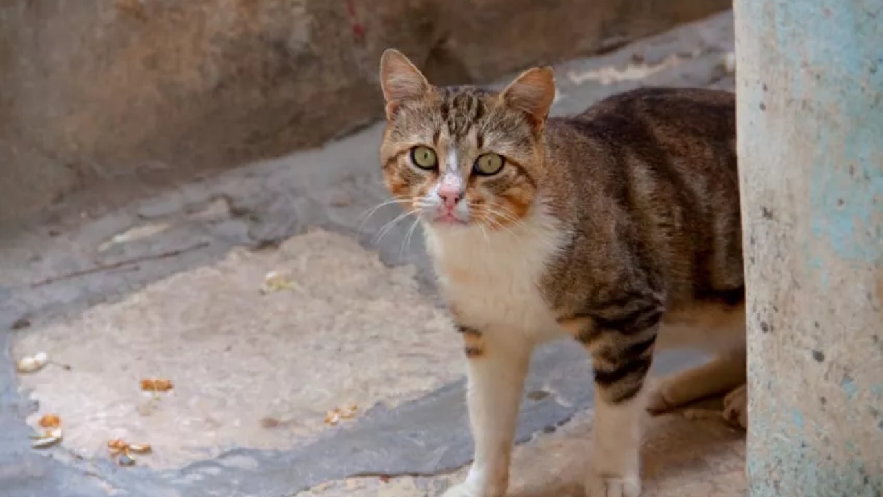 80 mila gatti abbandonati in Italia