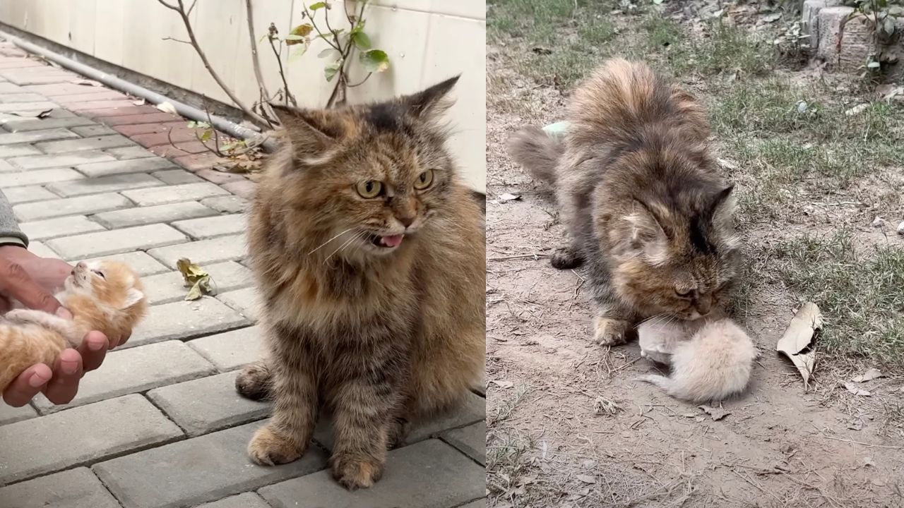 Mamma gatta con il suo cucciolo