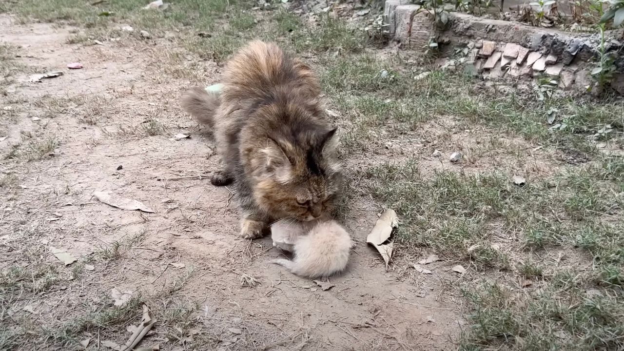 Mamma gatta si prende cura del proprio cucciolo