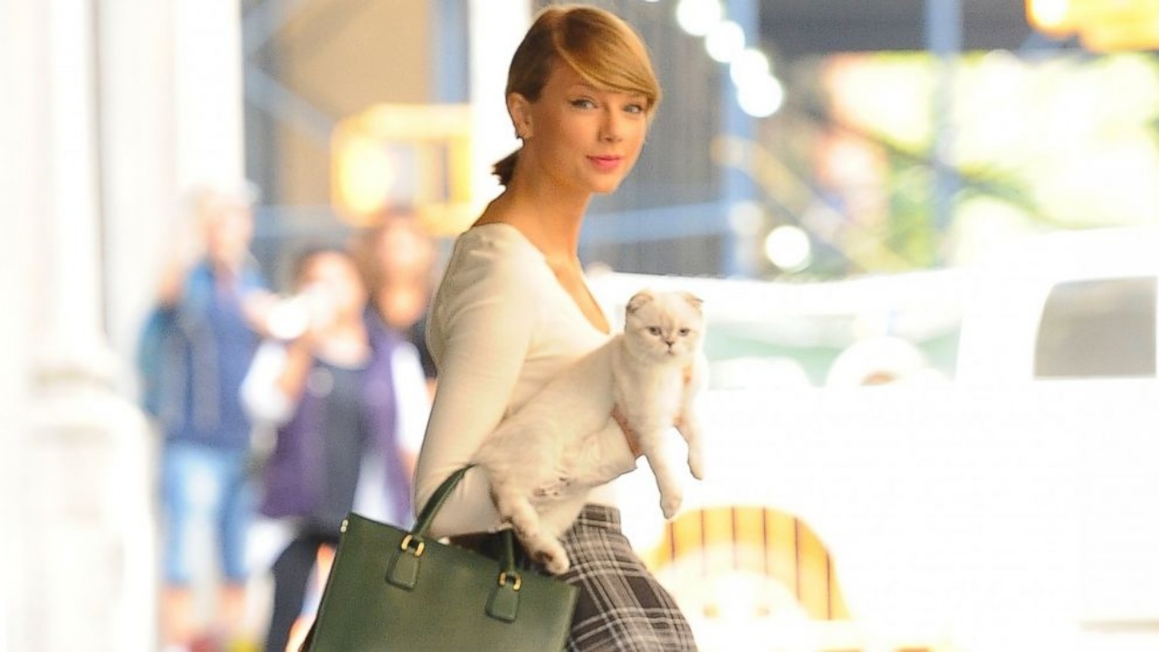 gatto di Taylor Swift ricco