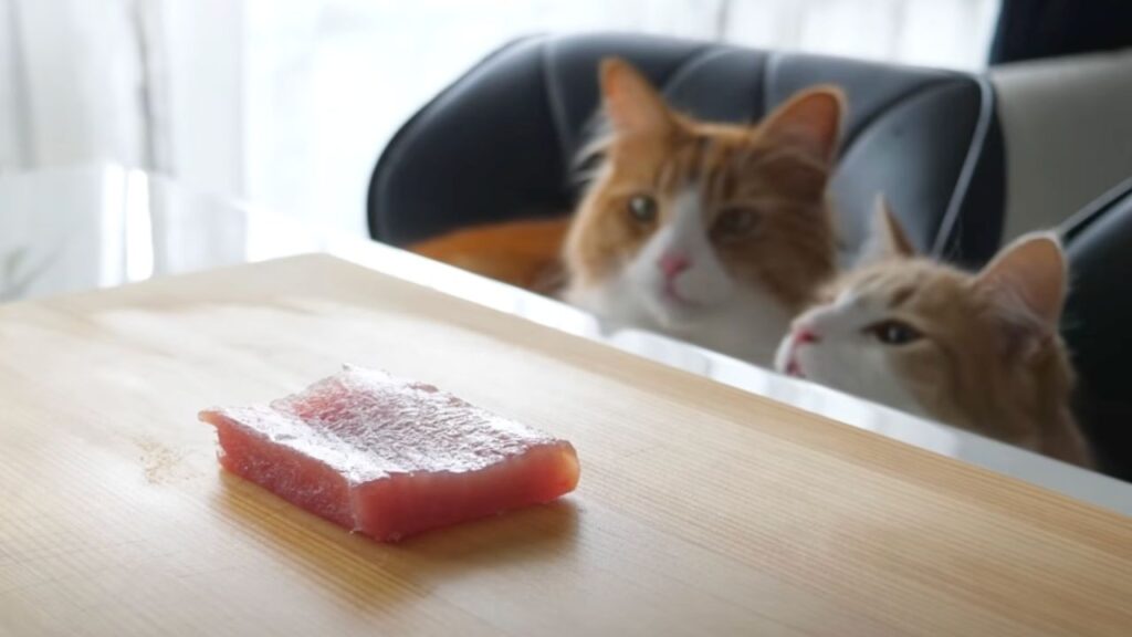 sushi per gatti