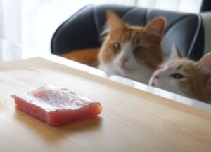 Puro lusso: quest’uomo si è specializzato nella preparazione di uno speciale sushi per gatti