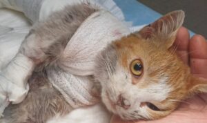 Purtroppo è stato confermato: il gattino Leone ha subito qualcosa di terribile quando era ancora in vita