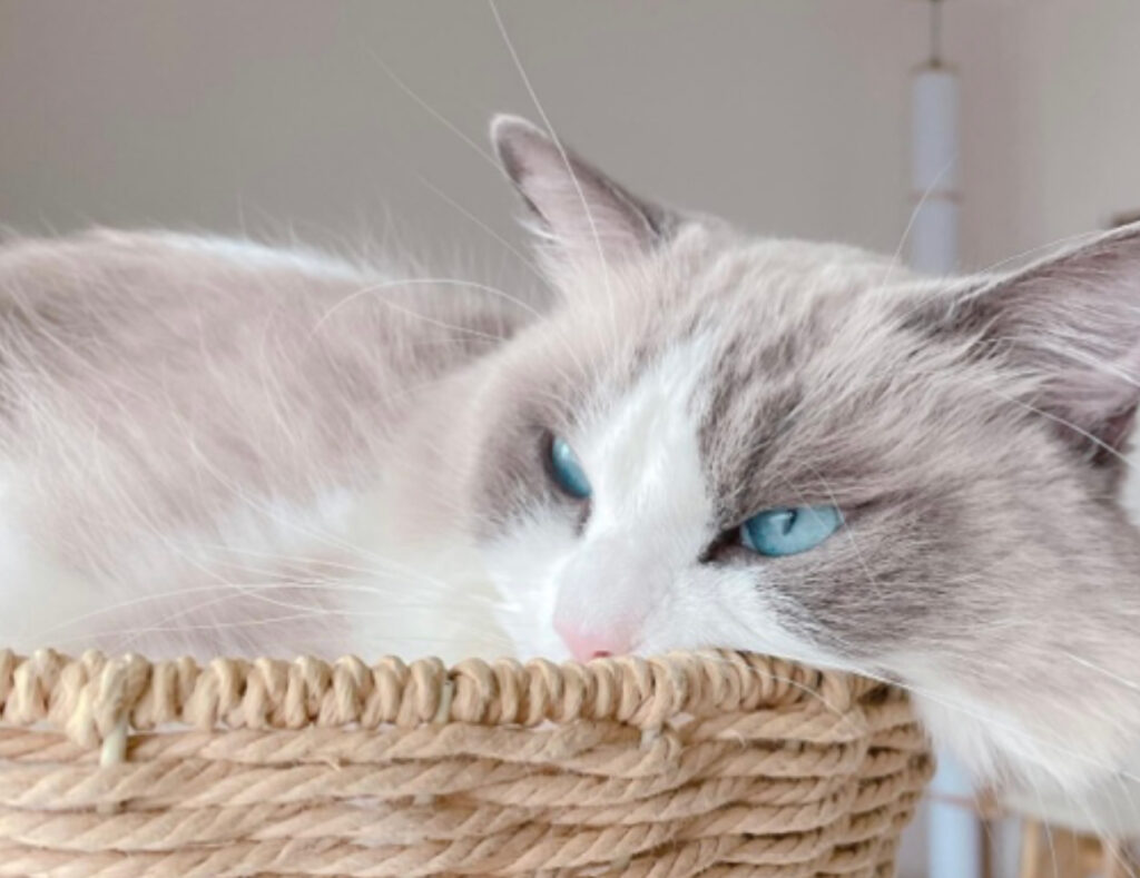 Queste 5 foto di Ragdoll vi faranno capire perché sono fra i gatti più belli del mondo