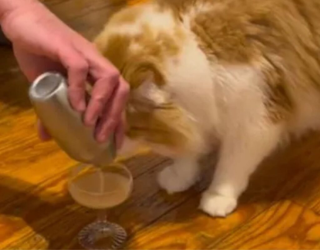 gatto beve 