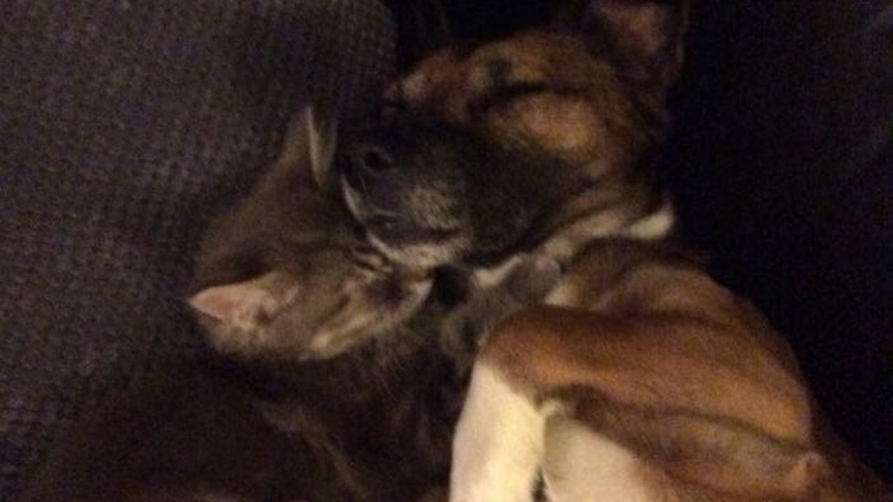 Cane e gatto dormono insieme