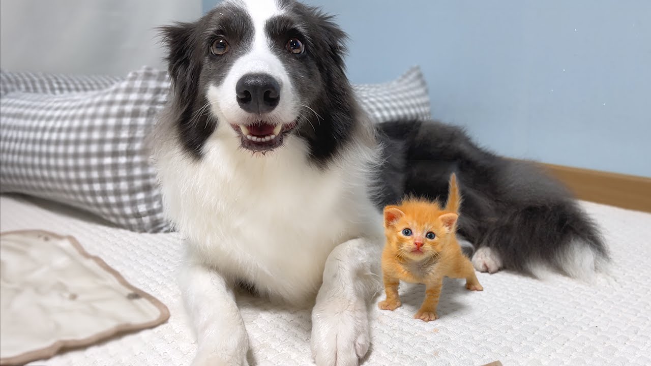 Cane e gatto sul letto insieme