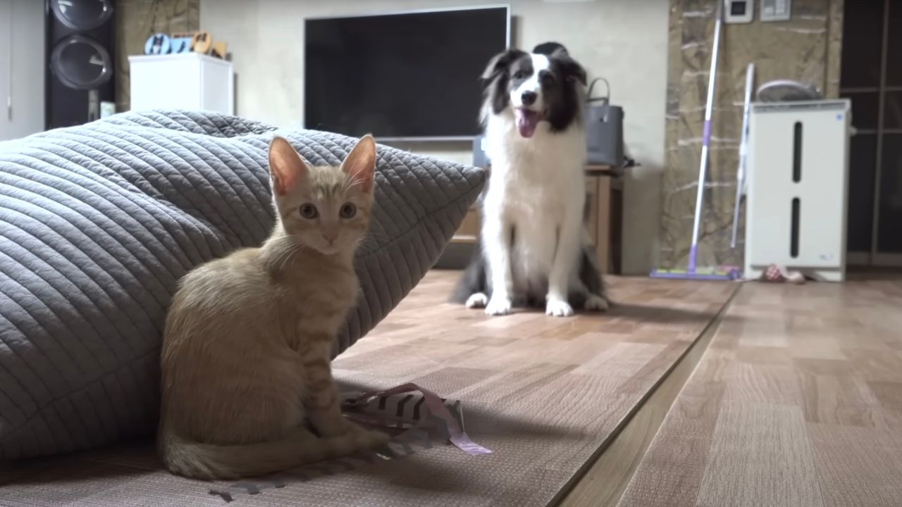 Amicizia tra cane e gatto
