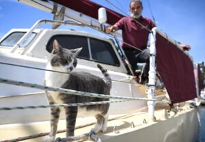 Questo gatto ha fatto la storia: è riuscito a portare a termine una faticosissima regata