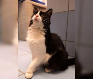Questo gatto malato è stato adottato da una scuola di danza ed è diventato una vera star