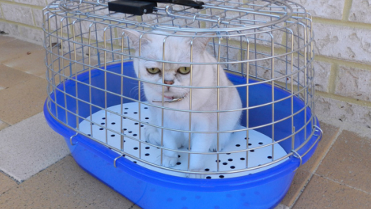 Gatto nella gabbia
