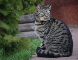 Sapevi che ci sono degli esami specifici che il tuo gatto non sopporta quando va dal veterinario?