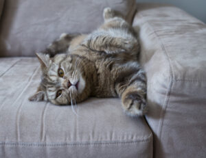 Se hai un gatto in casa questi sono i motivi per cui dovresti evitare di usare ammoniaca e candeggina