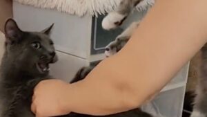 Se mamma gatta rifiuta i suoi gattini, non colpevolizzatela: il motivo può essere davvero straziante