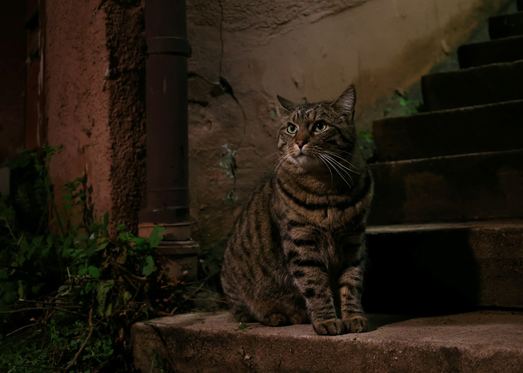 gatto torturato a palermo