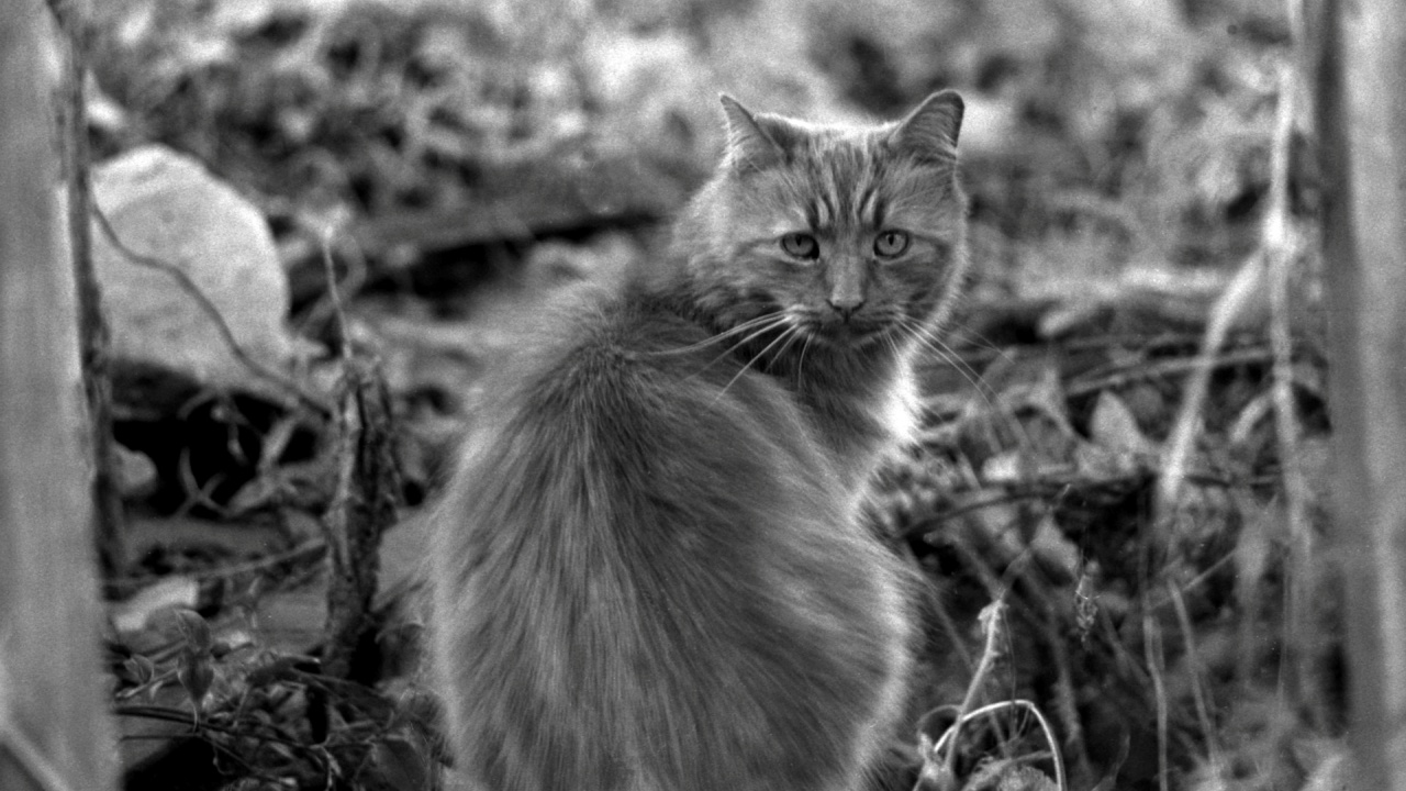 gatto subisce torture a Palermo