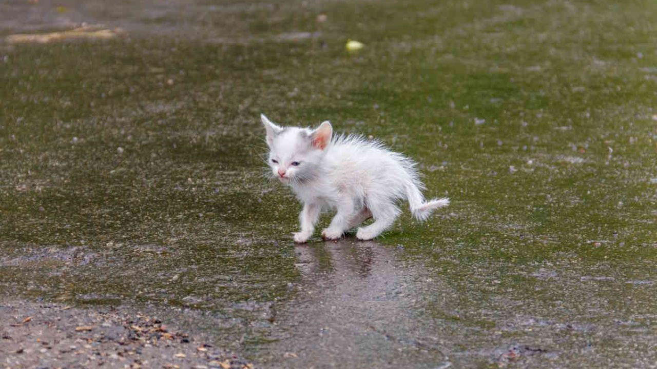 rischi fino a 7 anni di carcere se abbandoni il tuo gatto