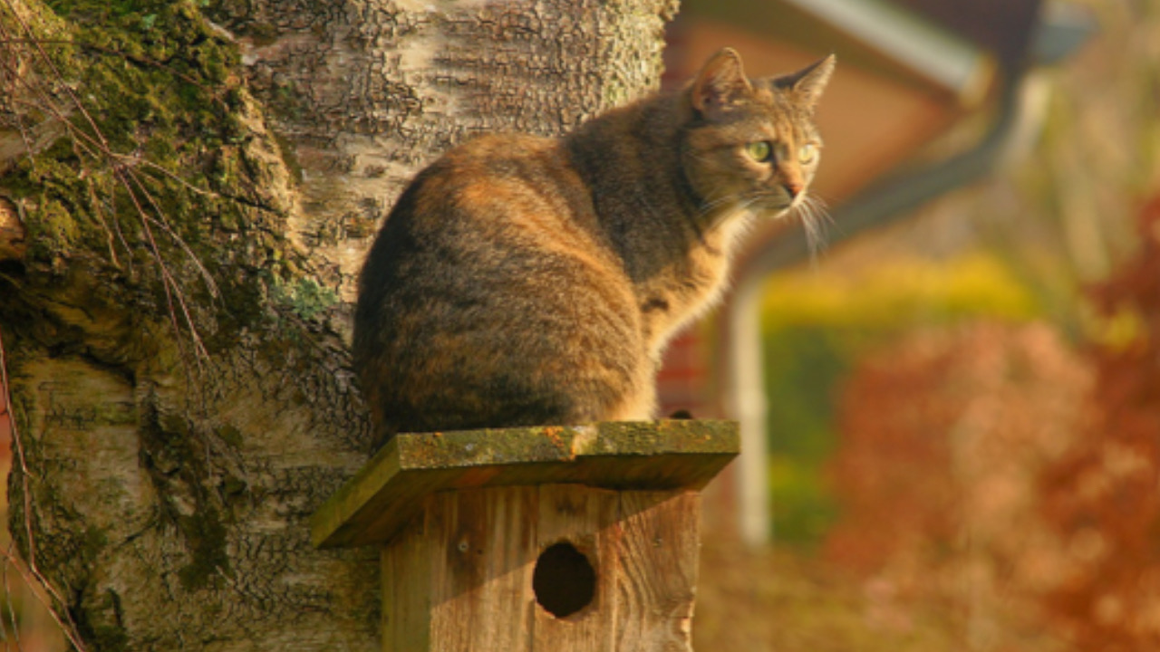 Gatto sta in piedi