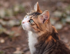 Ti sei mai chiesto come il tuo gatto vive il mondo? Cerchiamo di spiegarvelo noi