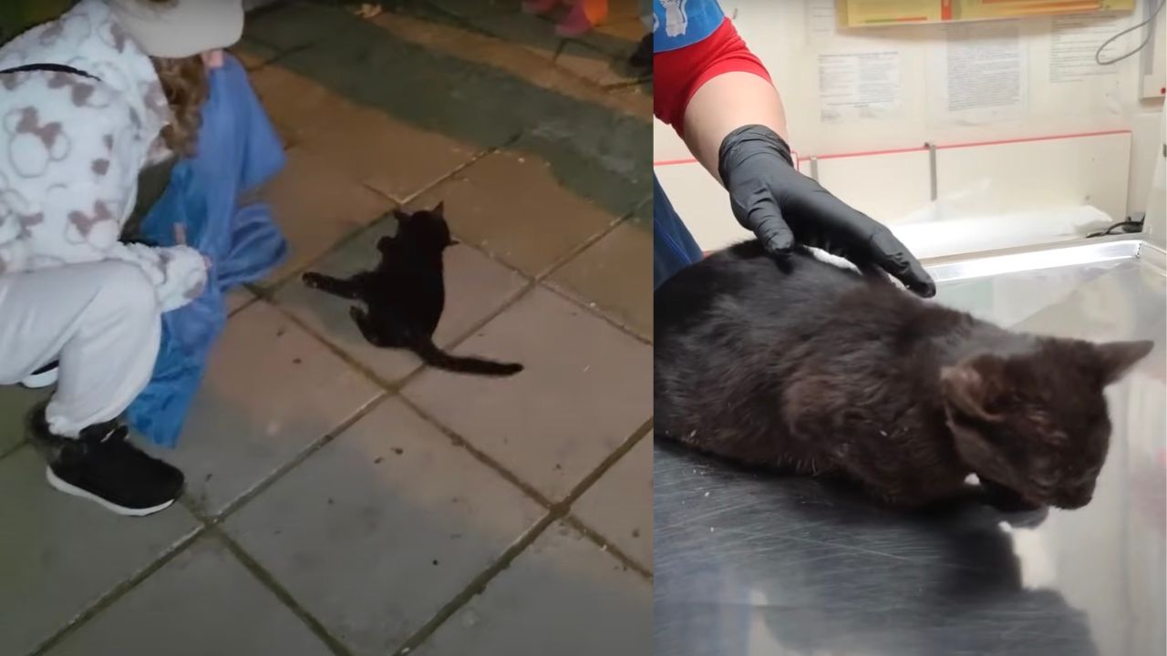 Gattina nera tolta dalla strada