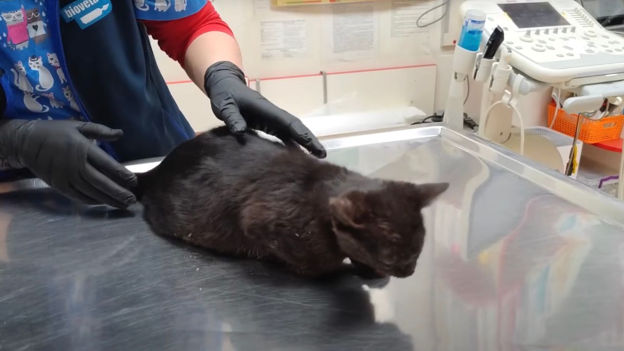 Gattina dal veterinario