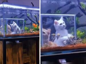 I gattini che giocano all’interno dell’acquario personalizzato fatto apposta per loro sono un vero spettacolo