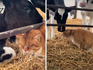 Questo gatto ha un legame estremamente tenero con le mucche della sua fattoria e nessuno riesce a crederci