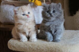 British Longhair, cuccioli: come farli socializzare e come crescerli