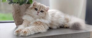 British Longhair, cure e attenzioni utili per questo gatto domestico